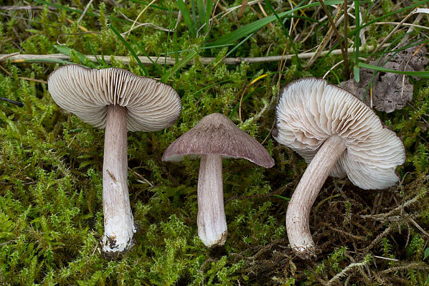 hodvábnica porfýrová Entoloma porphyrophaeum (Fr.) P. Karst.