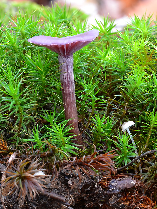 lakovka ametystová Laccaria amethystina (Huds.) Cooke