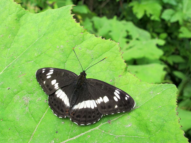 bielopásovec zemolezový Limenitis camilla