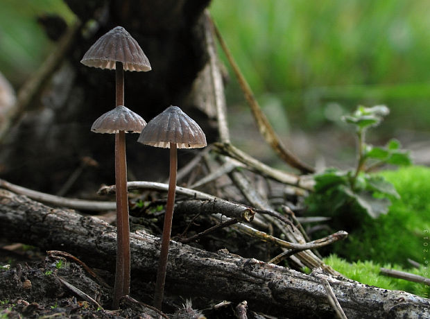 prilbička mliečna temná Mycena galopus var. nigra Rea,