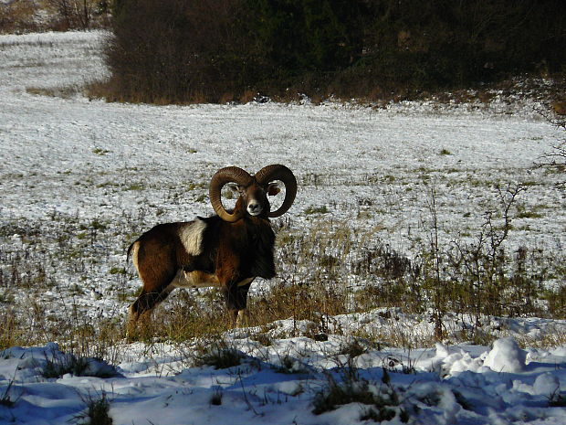 muflón Ovis musimon