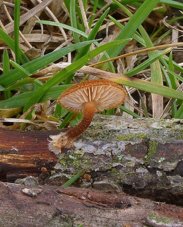 šupináčik obyčajný Phaeomarasmius erinaceus (Fr.) Scherff. ex Romagn.