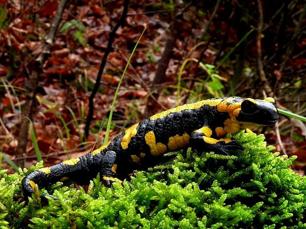 salamandra škvrnitá Salamandra salamandra Linnaeus, 1758