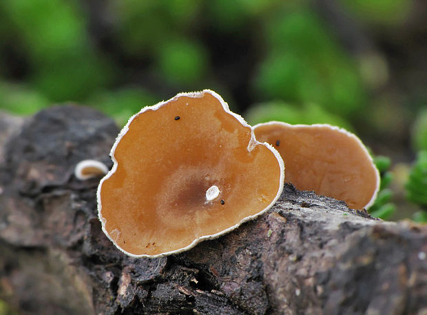 škľabka plstnatá Schizophyllum amplum (Lév.) Nakasone