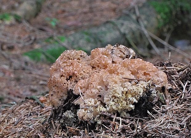 kučierka veľká Sparassis crispa (Wulfen) Fr.