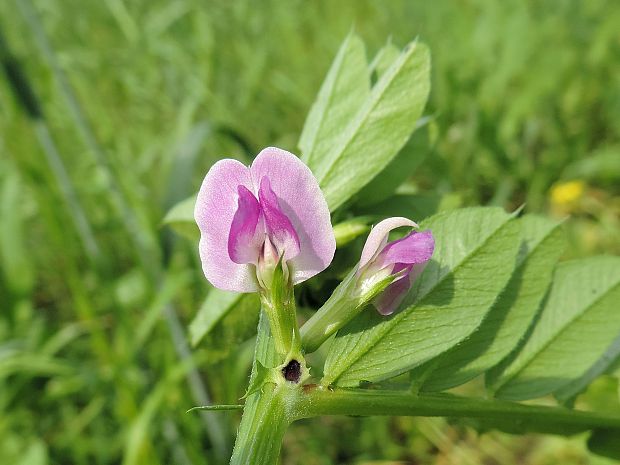 vika siata / vikev setá Vicia sativa L.