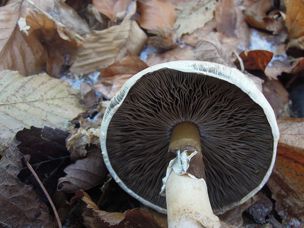 pečiarka Agaricus sp.