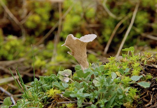 rebrovička Arrhenia sp.