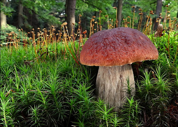 hríb smrekový Boletus edulis Bull.