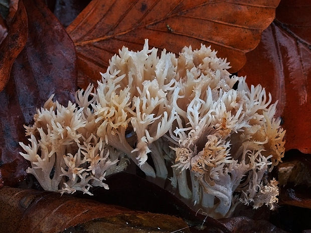 konárovka hrebenitá Clavulina coralloides (L.) J. Schröt.