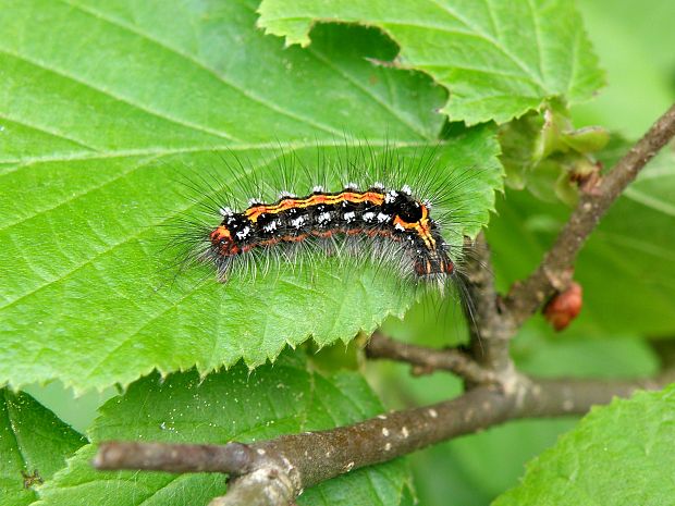 mníška pižmová / bekyně pižmová Euproctis similis Fuessly, 1775