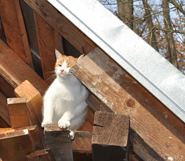 mačka domáca-alias babkina mačka Felis silvestris