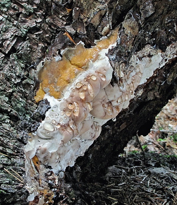 práchnovček pásikavý Fomitopsis pinicola (Sw.) P. Karst.