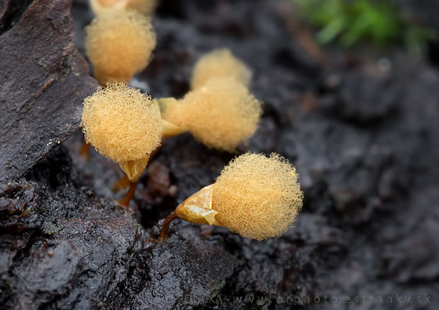 vlasovníčka kyjačikovitá Hemitrichia clavata (Pers.) Rostaf.