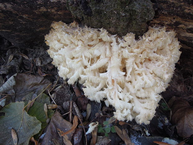 koralovec bukový Hericium coralloides (Scop.) Pers.