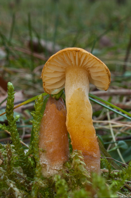 lúčnica Hygrocybe sp.