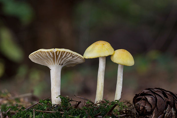 šťavnačka smrekovcová Hygrophorus lucorum Kalchbr.