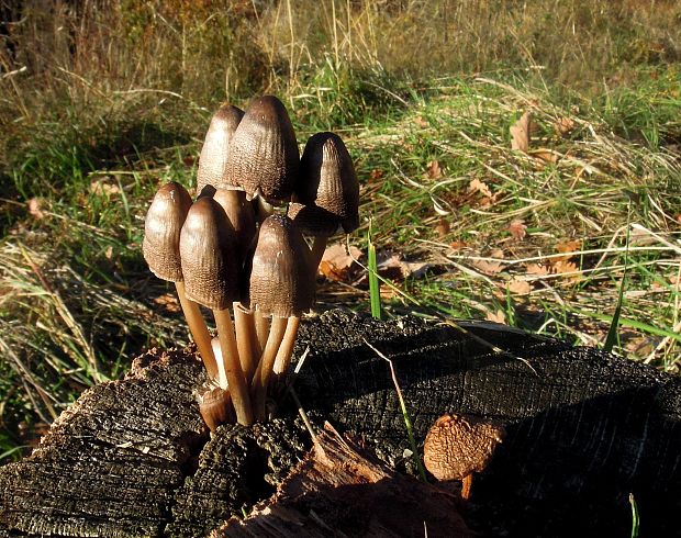 prilbička Mycena sp.