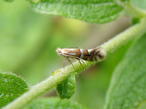 ploskáčik vrbinný / klíněnka Phyllonorycter hilarella Zetterstedt, 1839