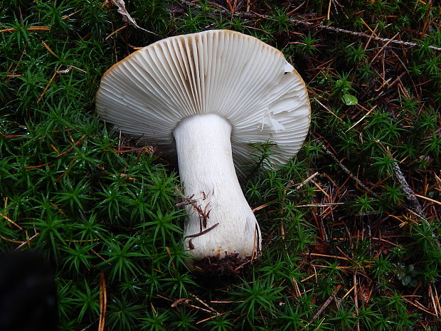 plávka hlinovožltá Russula ochroleuca Fr.