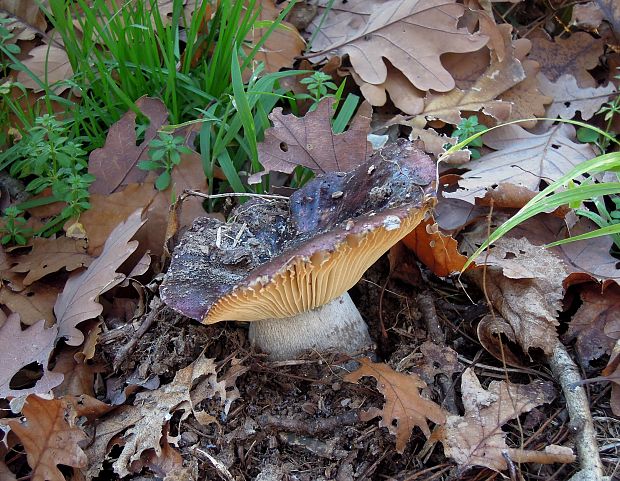 plávka Russula sp.