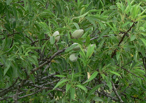 mandľa obyčajná Amygdalus communis L.