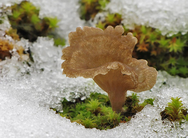 rebrovička lopatkovitá Arrhenia spathulata (Fr.) Redhead