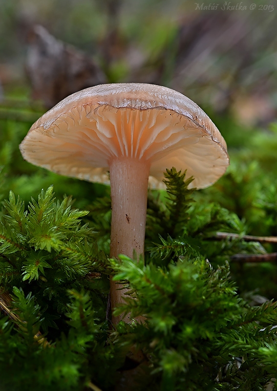 strmuľka voňavá Clitocybe fragrans (With.) P. Kumm.