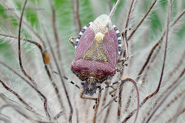 bzdocha obyčajná  Dolycoris baccarum