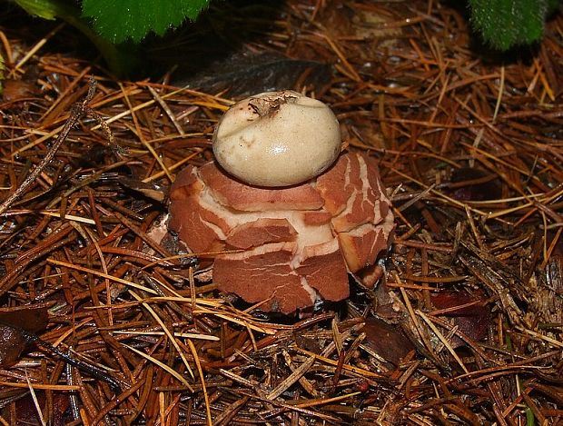 hviezdovka Geastrum sp.