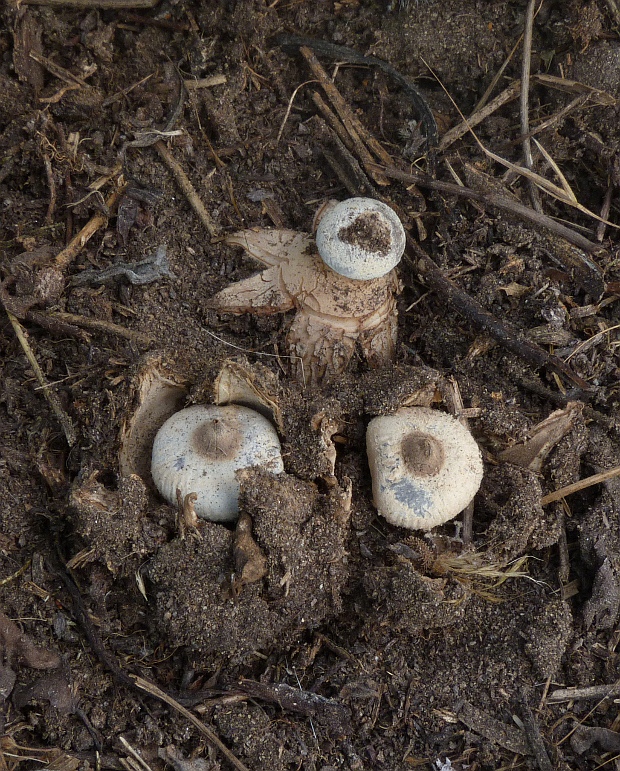 hviezdovka golierikovitá Geastrum striatum DC.