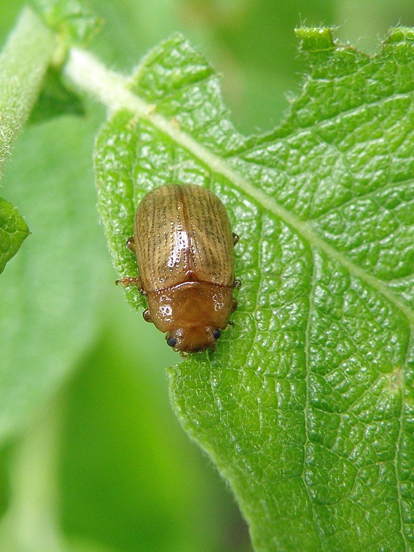 liskavka / mandelinka Gonioctena pallida Linnaeus, 1758