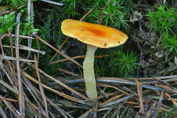 šťavnačka mrazová zlatá Hygrophorus hypothejus var. aureus (Arrh.) Imler