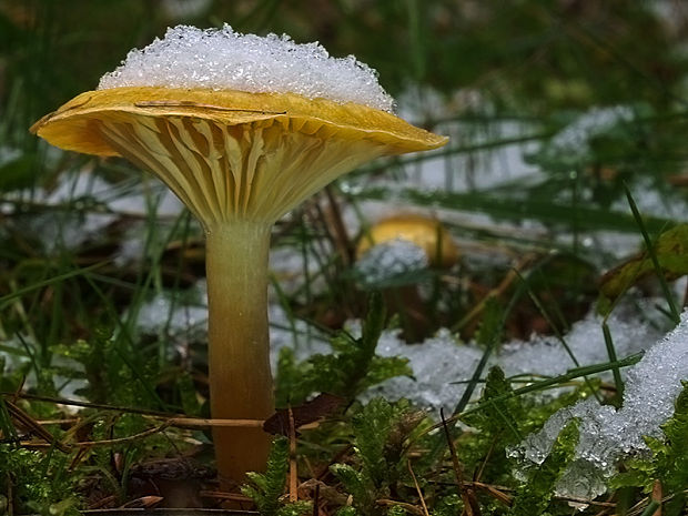 šťavnačka smrekovcová Hygrophorus lucorum Kalchbr.