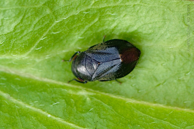 cikádka Penthimia nigra