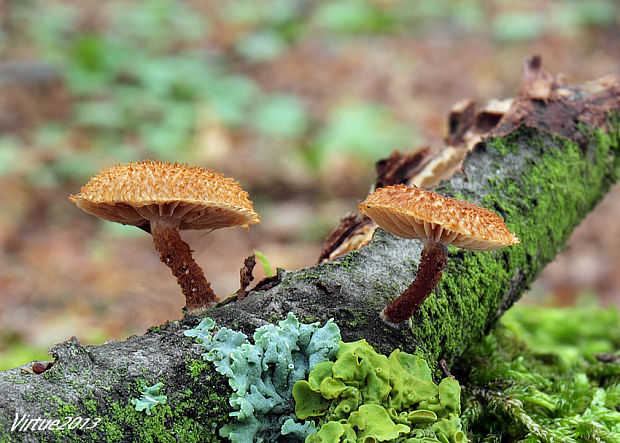 šupináčik obyčajný Phaeomarasmius erinaceus (Fr.) Scherff. ex Romagn.