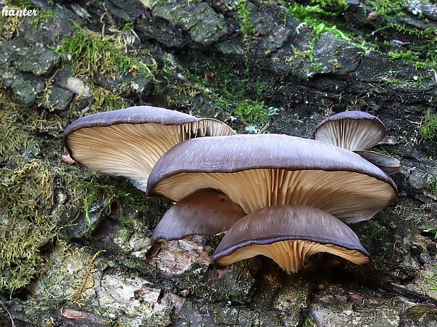 hliva ustricovitá Pleurotus ostreatus (Jacq.) P. Kumm.