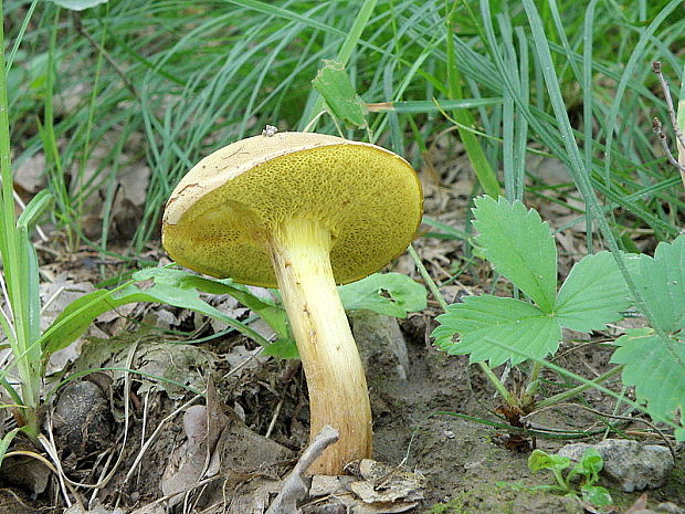 suchohríb plstnatý Xerocomus subtomentosus L.