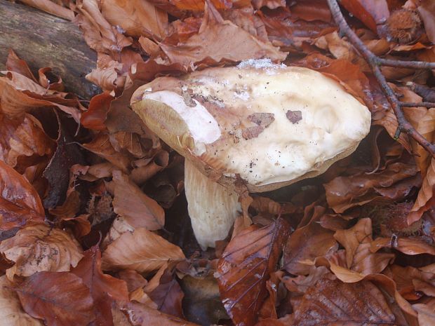 hríb smrekový Boletus edulis Bull.