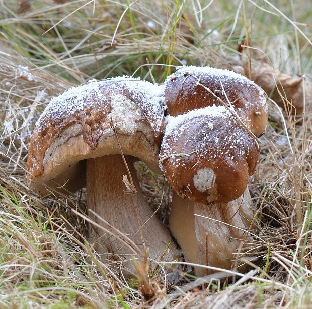 hríb smrekový Boletus edulis Bull.