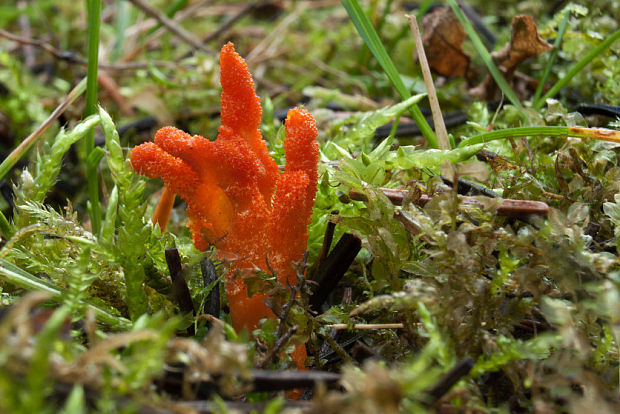 žezlovka hmyzová Cordyceps militaris (Fr.) Link