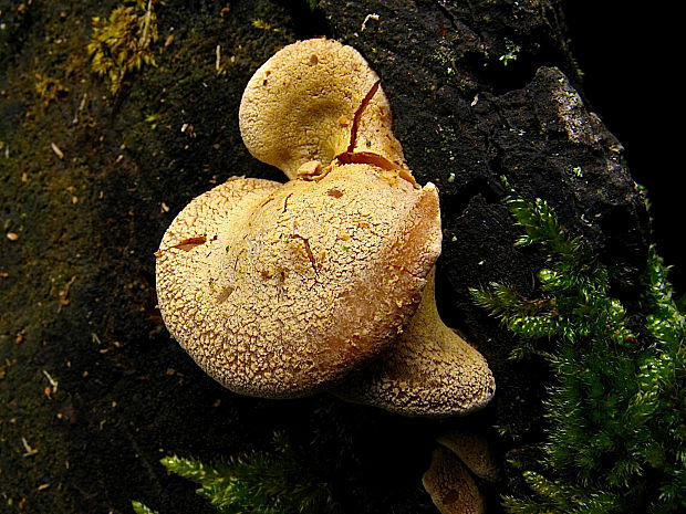 pahliva Crepidotus sp.