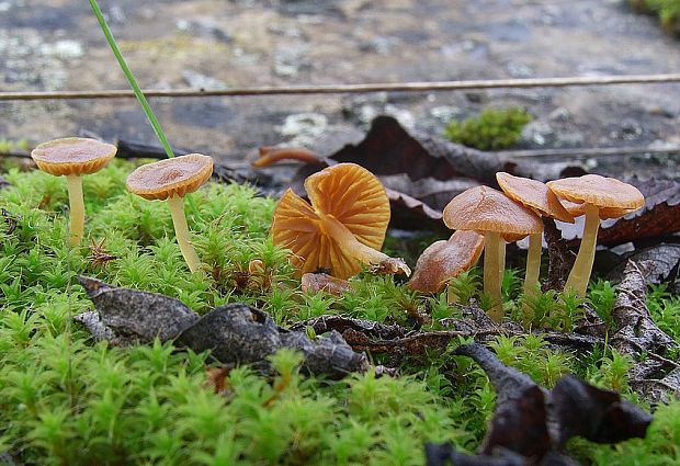 kapucňovka hladká Galerina graminea (Velen.) Kühner