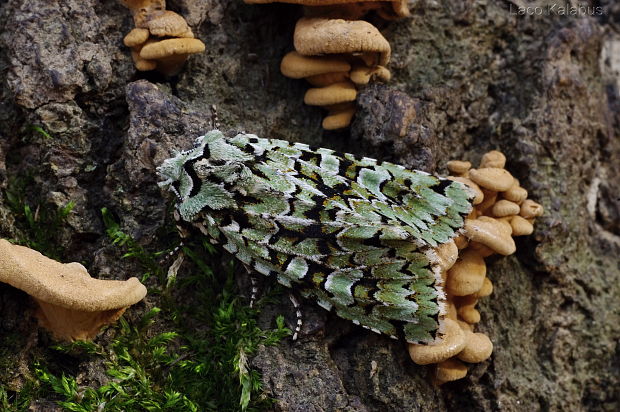 mora zelenkavá  Griposia aprilina