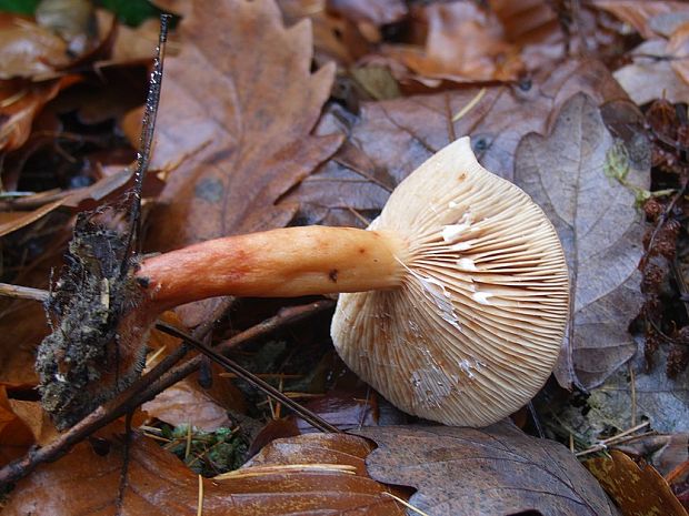 rýdzik sladkastý Lactarius subdulcis (Pers.) Gray