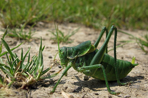 kobylka zúbkatá Polysarcus denticauda