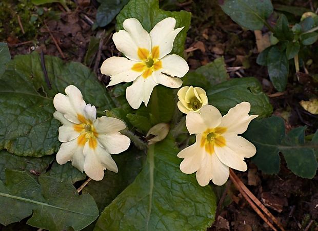 prvosienka bezbyľová Primula acaulis (L.) L.