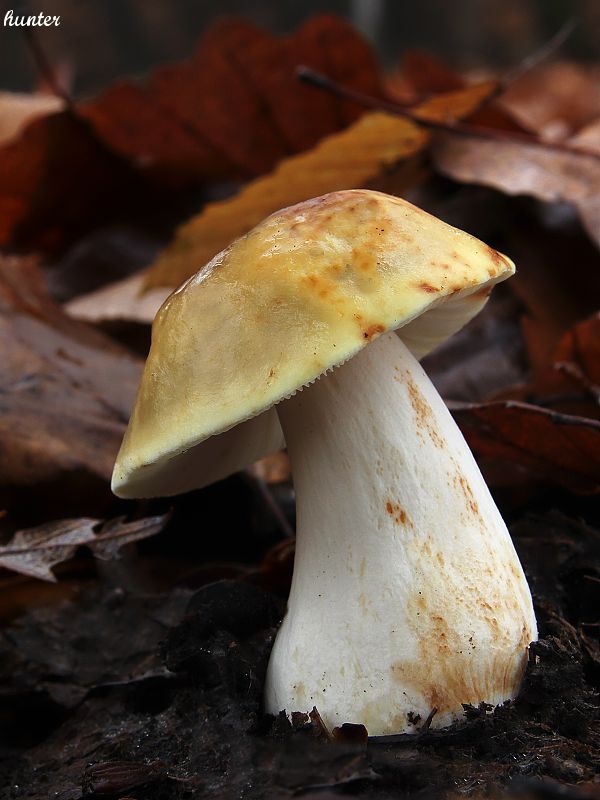 plávka Russula sp.