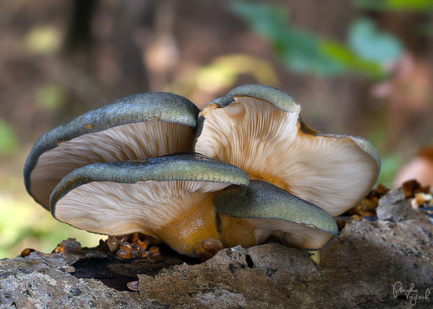 pňovka neskorá Sarcomyxa serotina (Pers.) P. Karst.