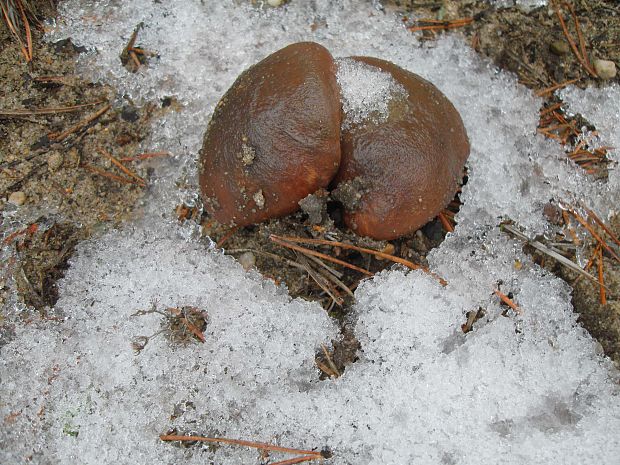 masliak Suillus sp.